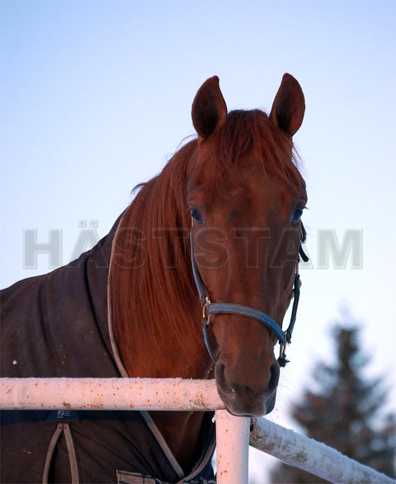 Best of Colmine (FR)