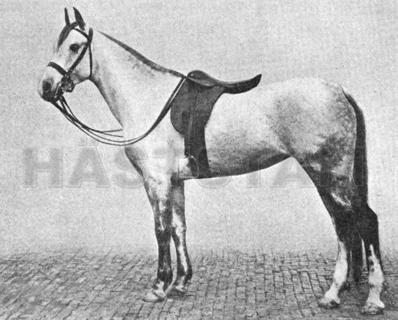 Belka ox