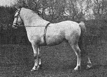 Longmynd Earl