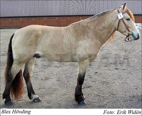 Bles Hövding (NO)