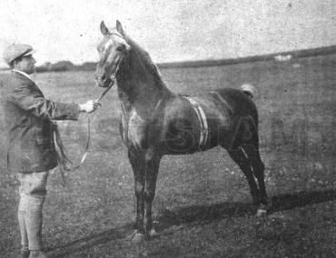 Llew Llwyd