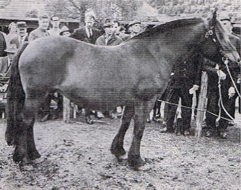 Telebruna