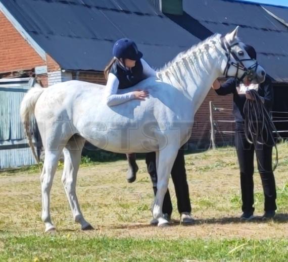 UA Chamira Al Pamar ox