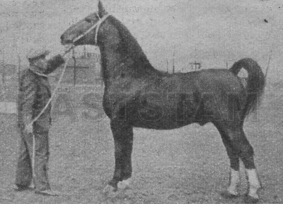 Nolkert