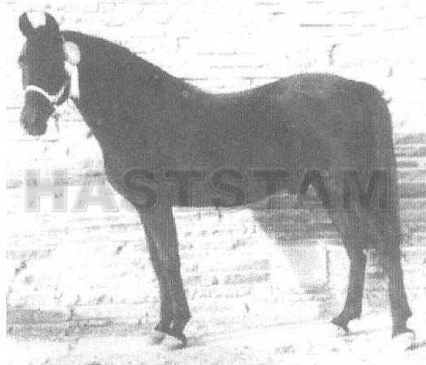 El Tabmaar ox