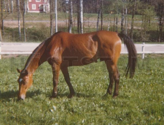 Super Mule