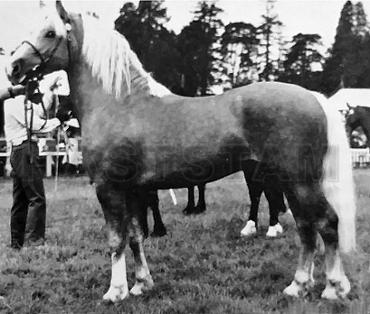 Gorfelyn Gold King