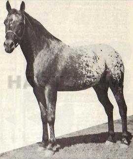 Shavano