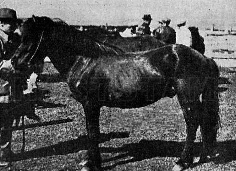 Brúnn frá Stóra-Ósi IS1936155576