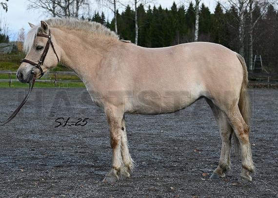 Vestergårdens Selma