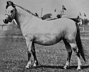 Bohemo Tino