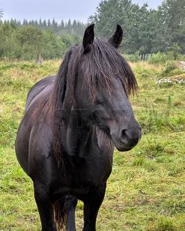 Hönn Svarta (NO)