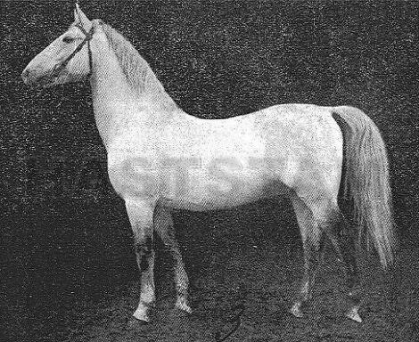 60 Maestoso Bibor