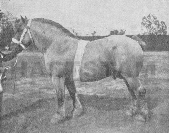 Eclaireur de Forestaille