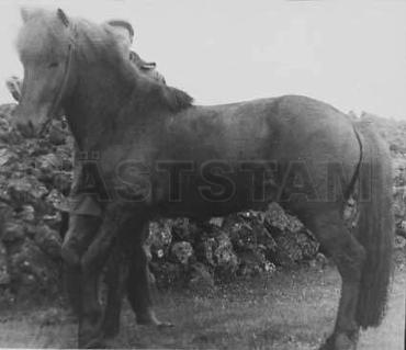 Reddi frá Skeiðháholti IS1949187900