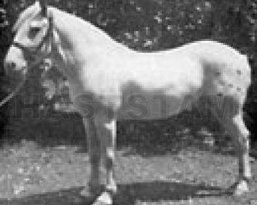 Silver King II
