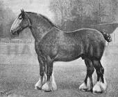 Wiggenhall Prince