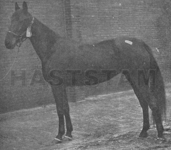 Calumet Aster (US)