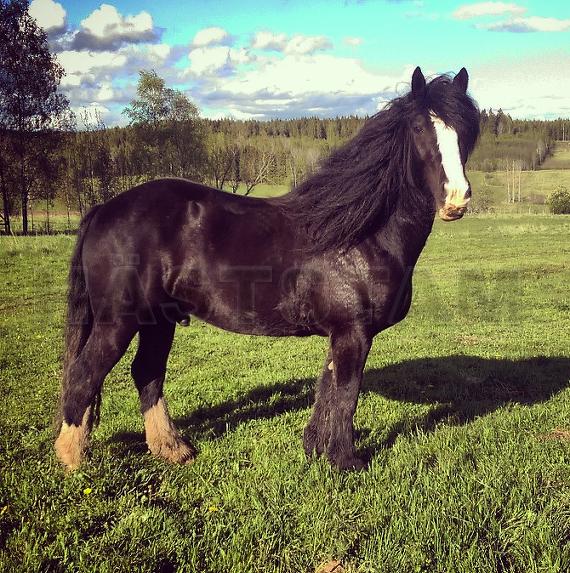 Faramir af Sund