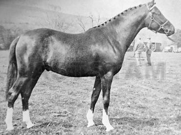 Ardgrange Debonair 