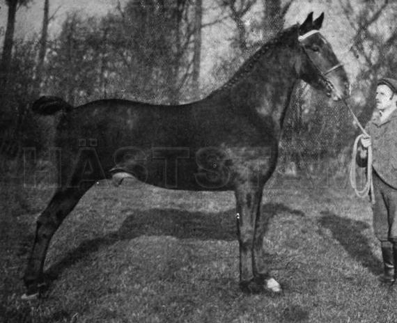 Prince Elam