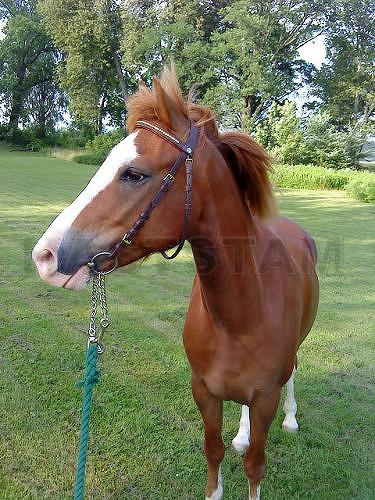 Bostorp Baloo