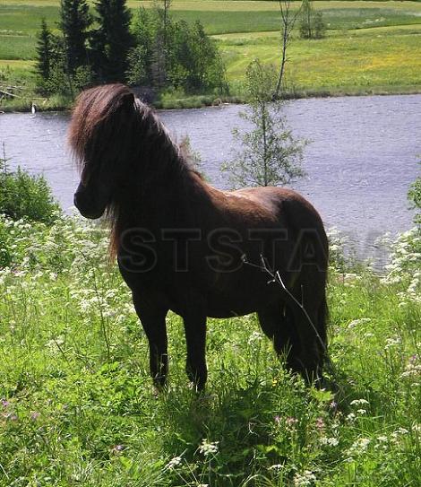 Rökkvi frá Enni