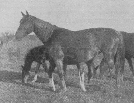 Heldria