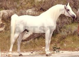 El Glaoui ox