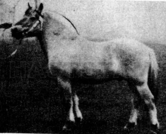 Hannibal K (SH) 214 F