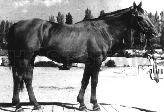 Gulsyn