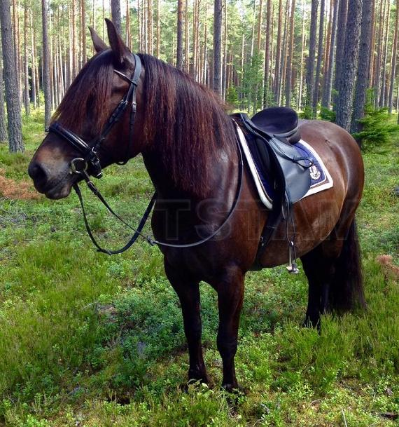 Rönningsholms Brua