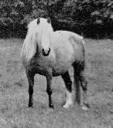 Coed Coch Sianw