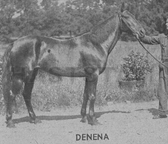 Denena (NL)