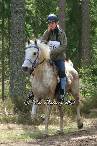 Melker ox
