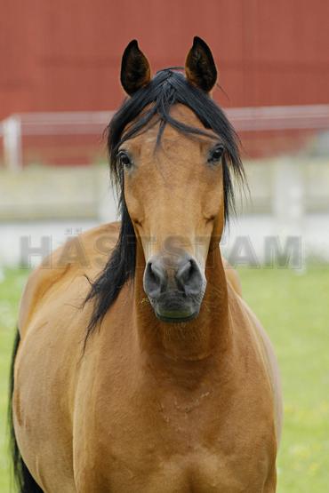 Harab ox