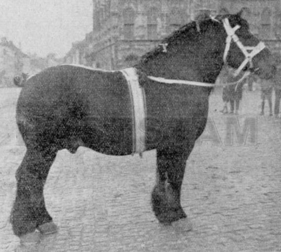 Invincible de Mullem
