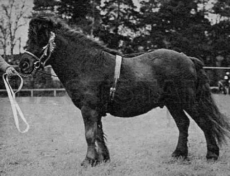 Splinter of Marshwood