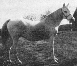 La Tisa ox