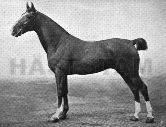 Axholme Princess