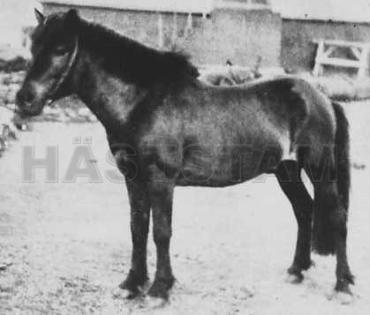 Börkur frá Kjalardal IS1923135999