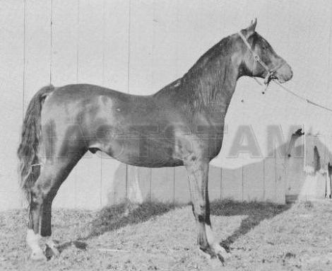 Star of Rapture ox