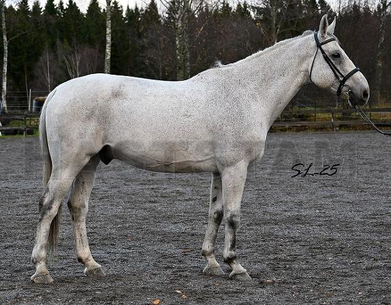 New Boy van Dorperheide