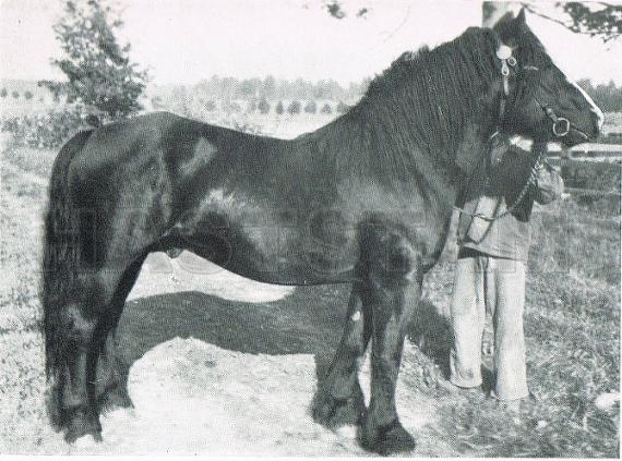 Gjestar I