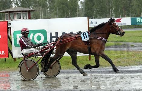 Guldhagens Rakel