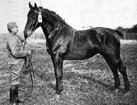 Elso II