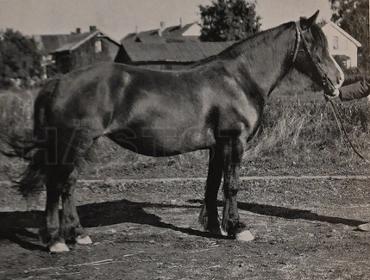 Gjesthild