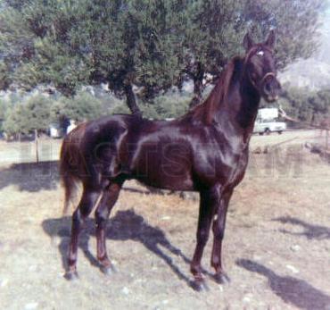 Khereef ox