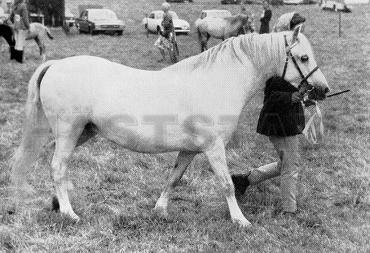 Cottesmore Magic