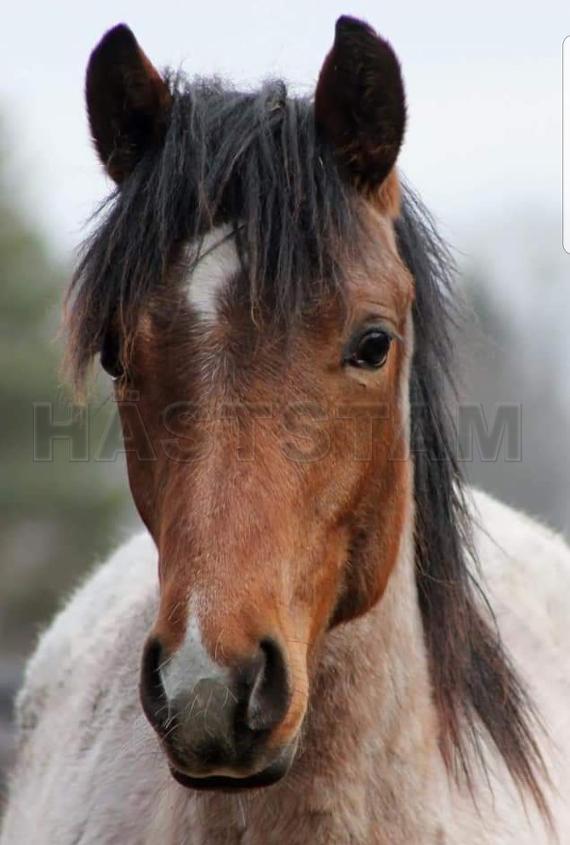Stenebackens D'Artagnan